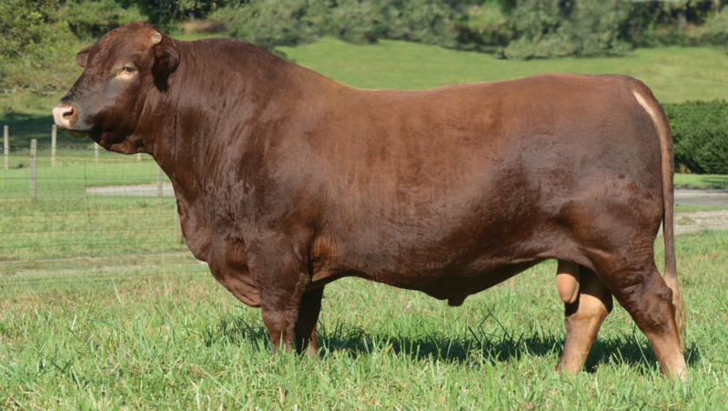 wb-bar-ranch-beefmaster-cattle-local-beef-for-sale-newnan-georgia